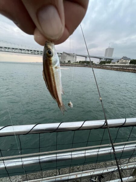 アジ成長中