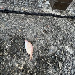 サビキしか加担
