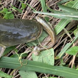 近所の川でナマズ57cm