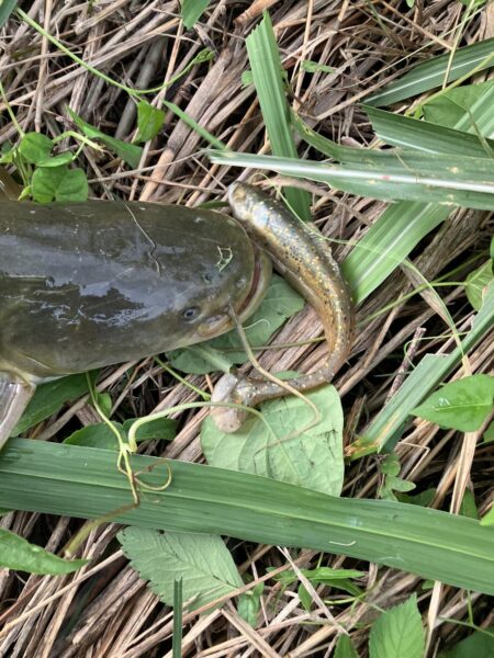 近所の川でナマズ57cm