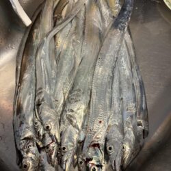 シブシブ太刀魚