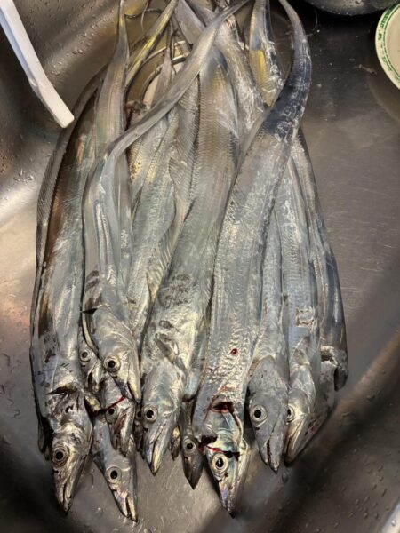 シブシブ太刀魚