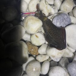 アオリイカ釣り