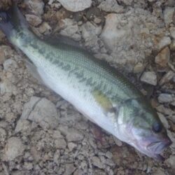 べた凪バス釣り