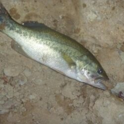 一庫ダム釣行　8月2日