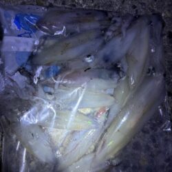 釣れました^_^