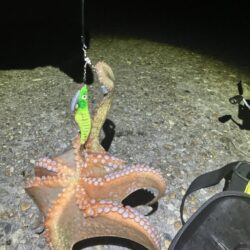 まだまだケンサキ🦑釣れます(^.^)