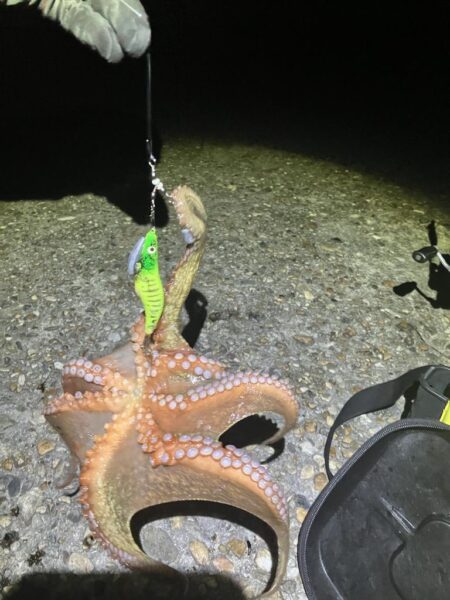 まだまだケンサキ🦑釣れます(^.^)