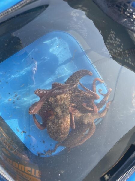 タコ釣り