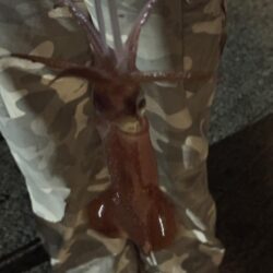 今年のケンサキイカ釣行はひとまず終わり