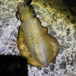 タチウオ出来ず新子釣り