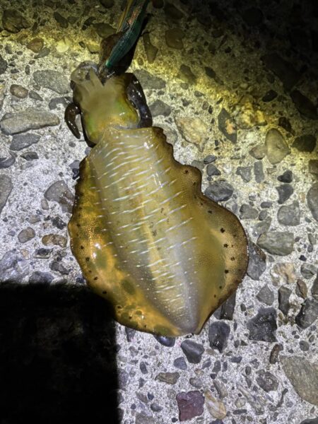 タチウオ出来ず新子釣り