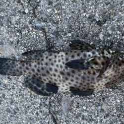 根魚がよく遊んでくれました