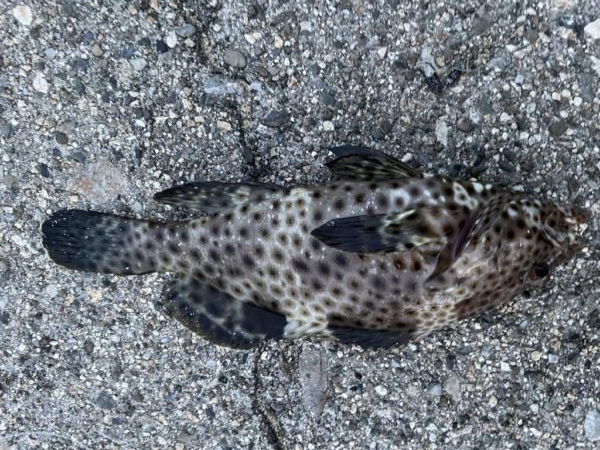 根魚がよく遊んでくれました