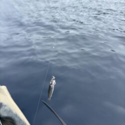 根魚調査