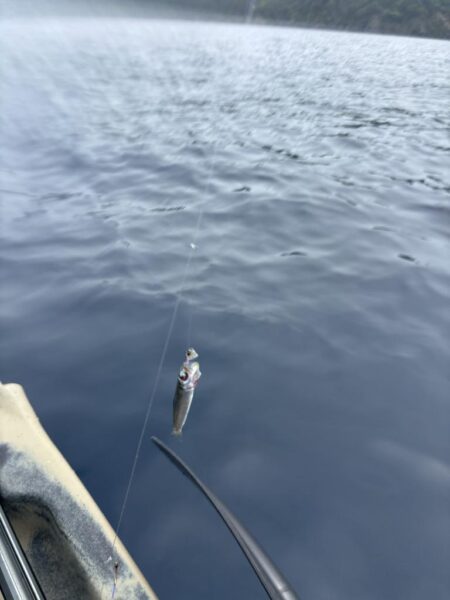 根魚調査