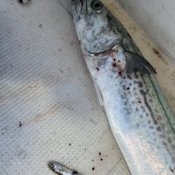 サワラが釣れました