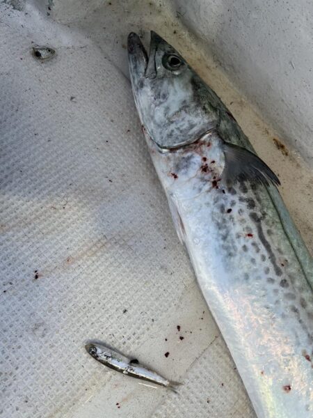 サワラが釣れました