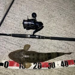 またマダイ釣れた