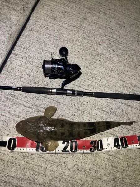 またマダイ釣れた