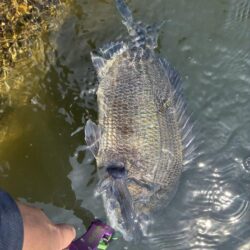 狙いはシーバス、釣れるはチヌ