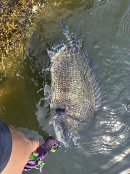 狙いはシーバス、釣れるはチヌ