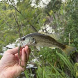 暑さに負けず釣行