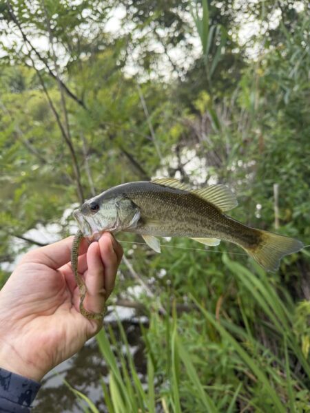 暑さに負けず釣行