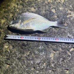 カゴ釣り
