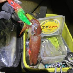 ケンサキ🦑釣れます(^.^)