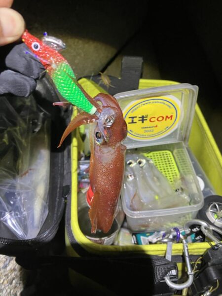 ケンサキ🦑釣れます(^.^)