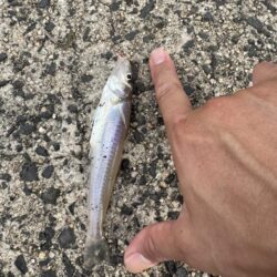 ピアチューレ！鳥を取ってキスを釣る笑