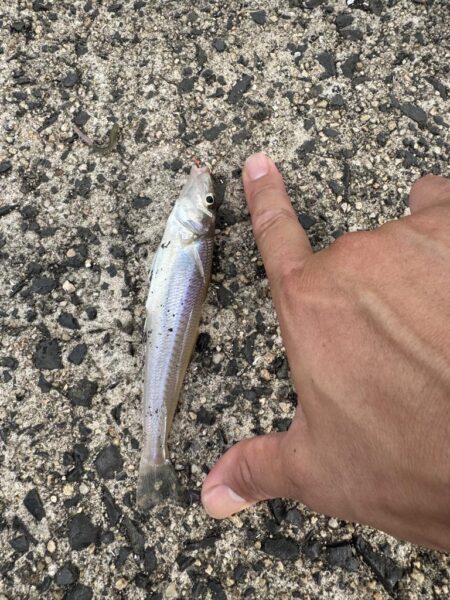 ピアチューレ！鳥を取ってキスを釣る笑