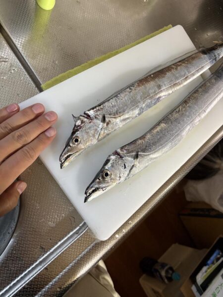 初タチウオ