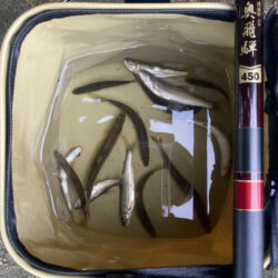 潮鮎攻略！汽水域アユイング