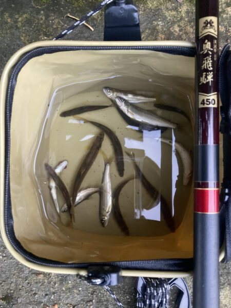 潮鮎攻略！汽水域アユイング