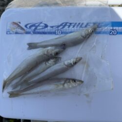 シロギス釣り🎣