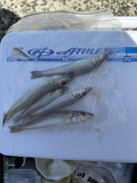 シロギス釣り🎣