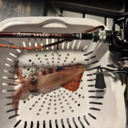 そろそろ終盤？