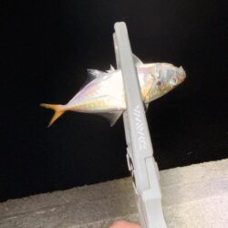 姫路初場所でアジング
