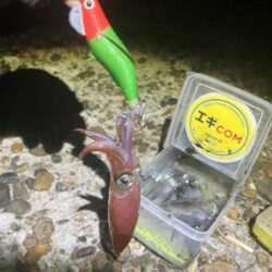 ケンサキ🦑開幕！(^^)