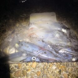 日に日に渋く、サイズダウンするケンサキイカ