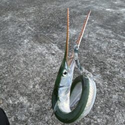 ウォブラーでなんとかの1匹