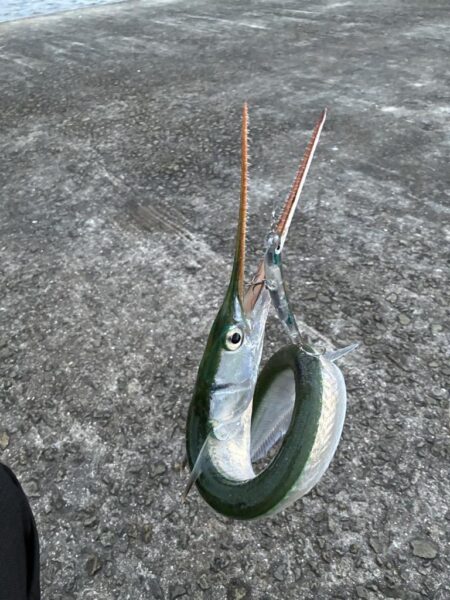 ウォブラーでなんとかの1匹
