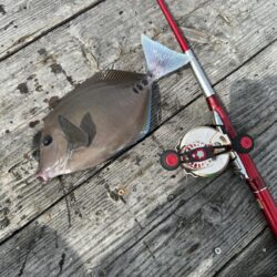 チヌ釣り
