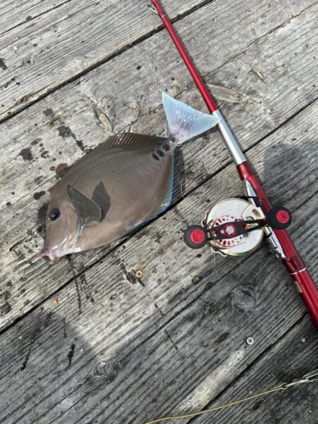 チヌ釣り