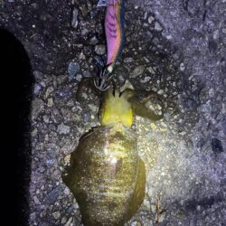魚種がふえました