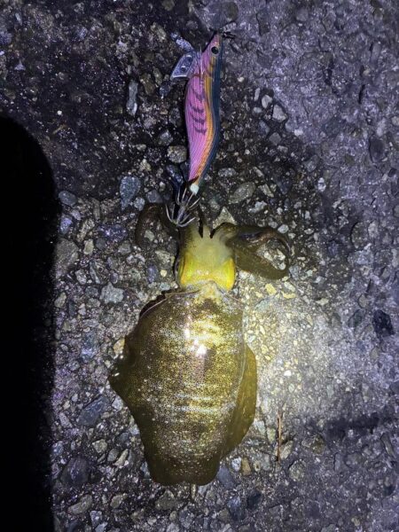 魚種がふえました