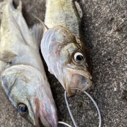 エビ撒きでアタリ多い釣行でした