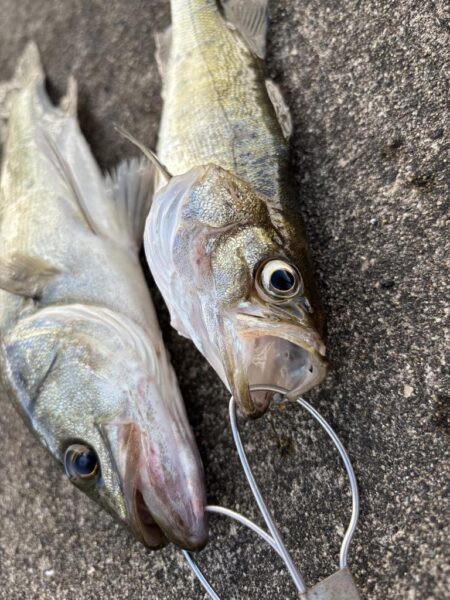 エビ撒きでアタリ多い釣行でした